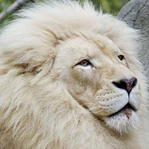 🌴🦁🦎🐹🐢🐕🐍🐿️