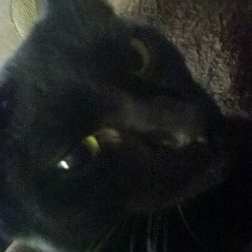 420fuzzyblanket's profile picture. fuzzy blanket, treats, window