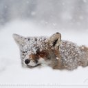 Cogdill Sandra - @CogdillSandra - Twitter