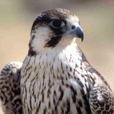 اماراتي تحرر من قيود الذل والاستعباد ليغرد دون خوف سوى من الخالق عز وجل
