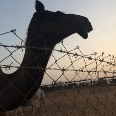 هاوي عطايا الله.