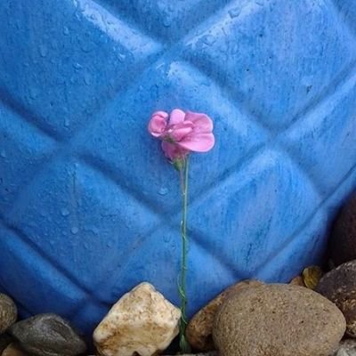 tyndallcm's profile picture. a painter who is also: a wife, a mom, a granmarie, a sister.