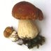 Roger Phillips (@rogersmushrooms) Twitter profile photo