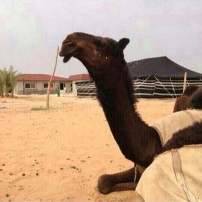 ‏اﻟﺻﮨر ﻓيَ ﺑﻋضَ اﻟﻣۆاﻋﯾد ﻣﻃﻟۆبَ ۆاﻟﻧﻓس ﻋن ﺑﻋضَ اﻟﺳۆוﻟف ﻏﻧﯾهہٌ
