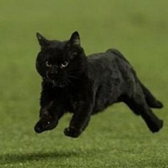 I'm just a small cat, with a big dream.