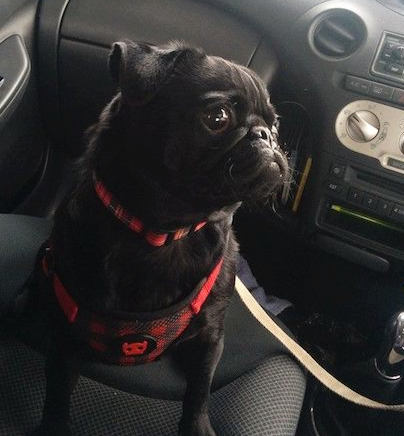 horatiopug's profile picture. I'm a pug. 'Nuff said.