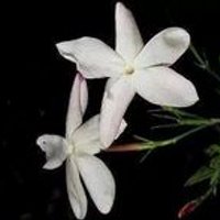 heba.hussam (@hslayan) 's Twitter Profile