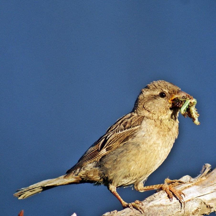 SrfYvk's profile picture. 