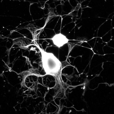 ProjectKRP Profile Picture