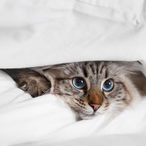Aww so cute!  Adorable pictures of animals posted daily!  Follow for cuteness updates! #cutest #animals #aww