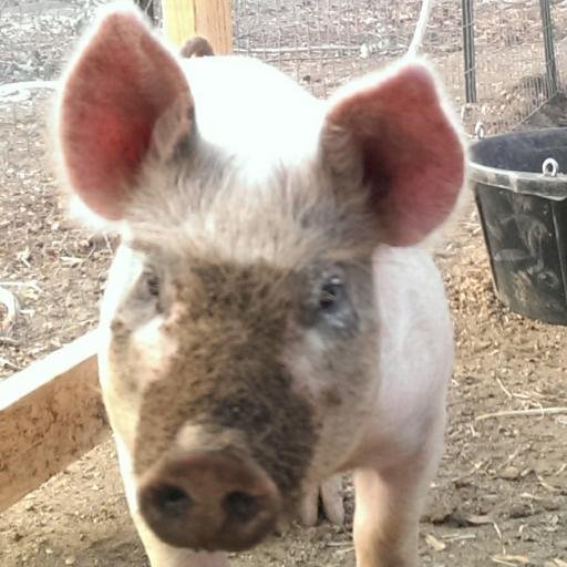 EwaldFamilyFarm's profile picture. We are a small farm in San Diego County specializing in backyard chickens, custom and standard chicken coops, and teaching kids to ride horses.