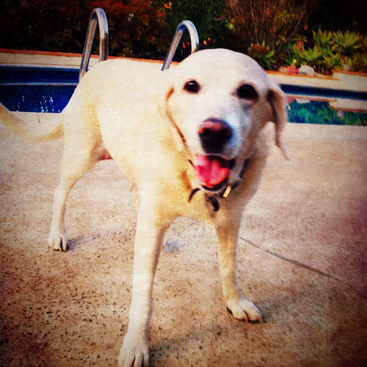 AmyAstrobunny's profile picture. Astronomer, wife, and dog mom. Interested in everything.