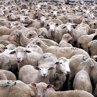 BRUHHH YOU AIN'T EVEN HERD