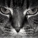 Fran Dyer - @ratmousecat - Twitter