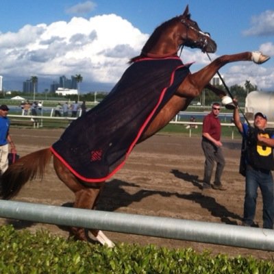 Horseplayer/Educator/Coach/Music lover Live each day as if your last and someday you'll be right!