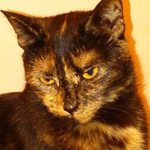 catoscope's profile picture. The smallest feline is a masterpiece.
Leonardo da Vinci