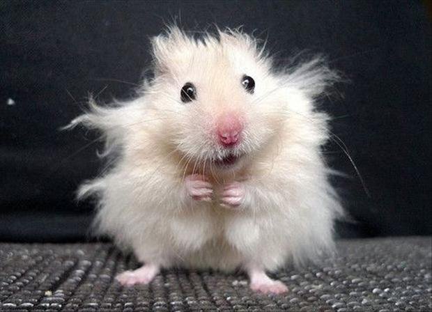 Heavy Metal Hamster