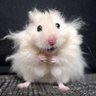 UnderYourTree's profile picture. Heavy Metal Hamster
#teamcarrotcottage