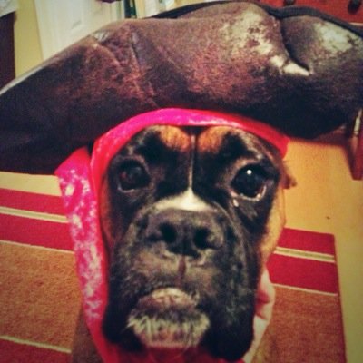 Jack_the_Boxer's profile picture. I specialize in ear nibbles