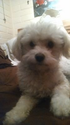 Nick_elpudul's profile picture. soy un pudul y tengo Twitter :)