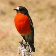 Tweeting comes naturally to me. Hope I can appear in #Hannibal.