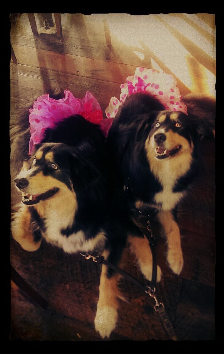 Bernese Mountain Dog/Siberian Husky hybrid; twin girls; Saints fans; LSU fans; conservatives.
