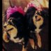 Jersey and Sasha; (@whodatdogs) Twitter profile photo