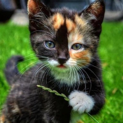 Names Storm and Im a stray kitten and im a thief and i work for @MasterMiscreant