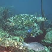 Ciudadanos Venezolanos y del mundo defensores del Parque Nacional Morrocoy.