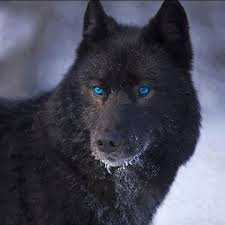 hi! 15 and Bi! love BVB, AA and a couple of other bands! and i LOVE snow!!!  offically a lone wolf... :(