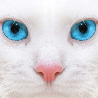 GatoGamer, Youtuber, Twittero y Mas!