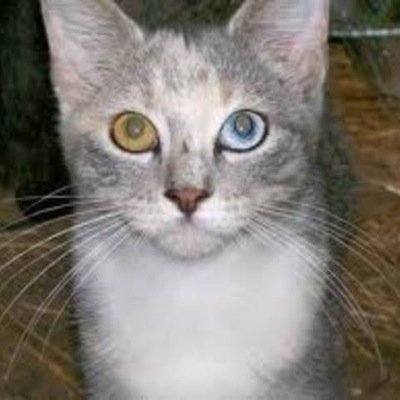 crookcat's profile picture. Names Bandit and i have a secret... dad: @Kcatblack_ adopted mon: @mischiviousamy love: @Layedbacktom