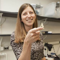 Emilie Snell-Rood (@snellroodlab) 's Twitter Profile