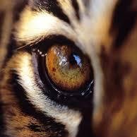 An organization for Mizzou students who are considering a career in optometry