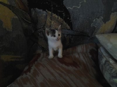 Albino_Pacman's profile picture. 