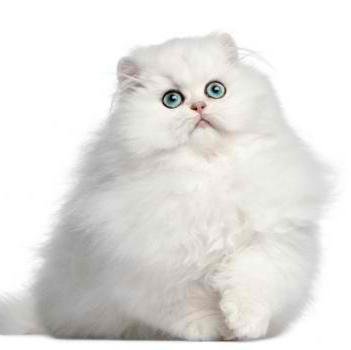 catstersPH's profile picture. 