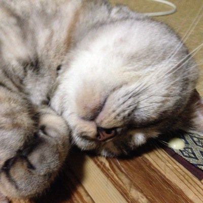 ねこにまっしぐら、したい。