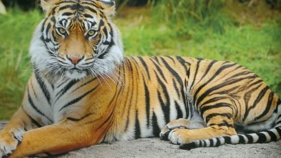 roaronreddevil's profile picture. 