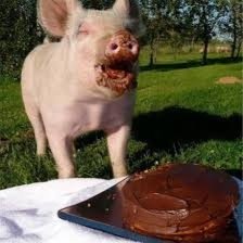 pigsbeingsilly's profile picture. Pigs just being silly 
pigsbeingsilly@gmail.com