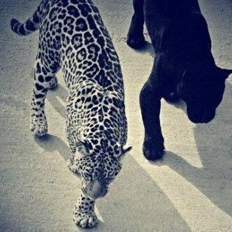 صل على محمد.