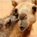 جهز الحربي (@11TTF15) Twitter
