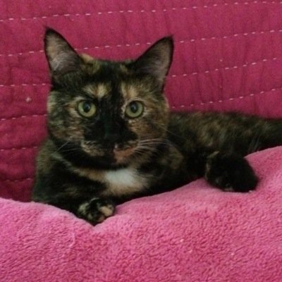 Aka Gidget. Loved by @keKatie & @BallerKE