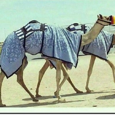 قدر مـقام اللي يقدر .. مـقامـك واجز الذي عاملك بالخير خيرين أحـذر تنقص لـلـوفـي اهتمامـك مايجحد الـوافيـن غير الـردييـن