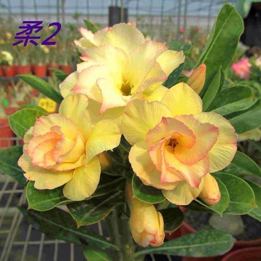 LoverAdenium's profile picture. 