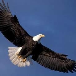 StevenDe1n's profile picture. Leadership a leader who knows the way, goes the way, and shows the way.