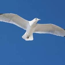 ChesterZim's profile picture. To affect the quality of the day, that is the highest of arts.