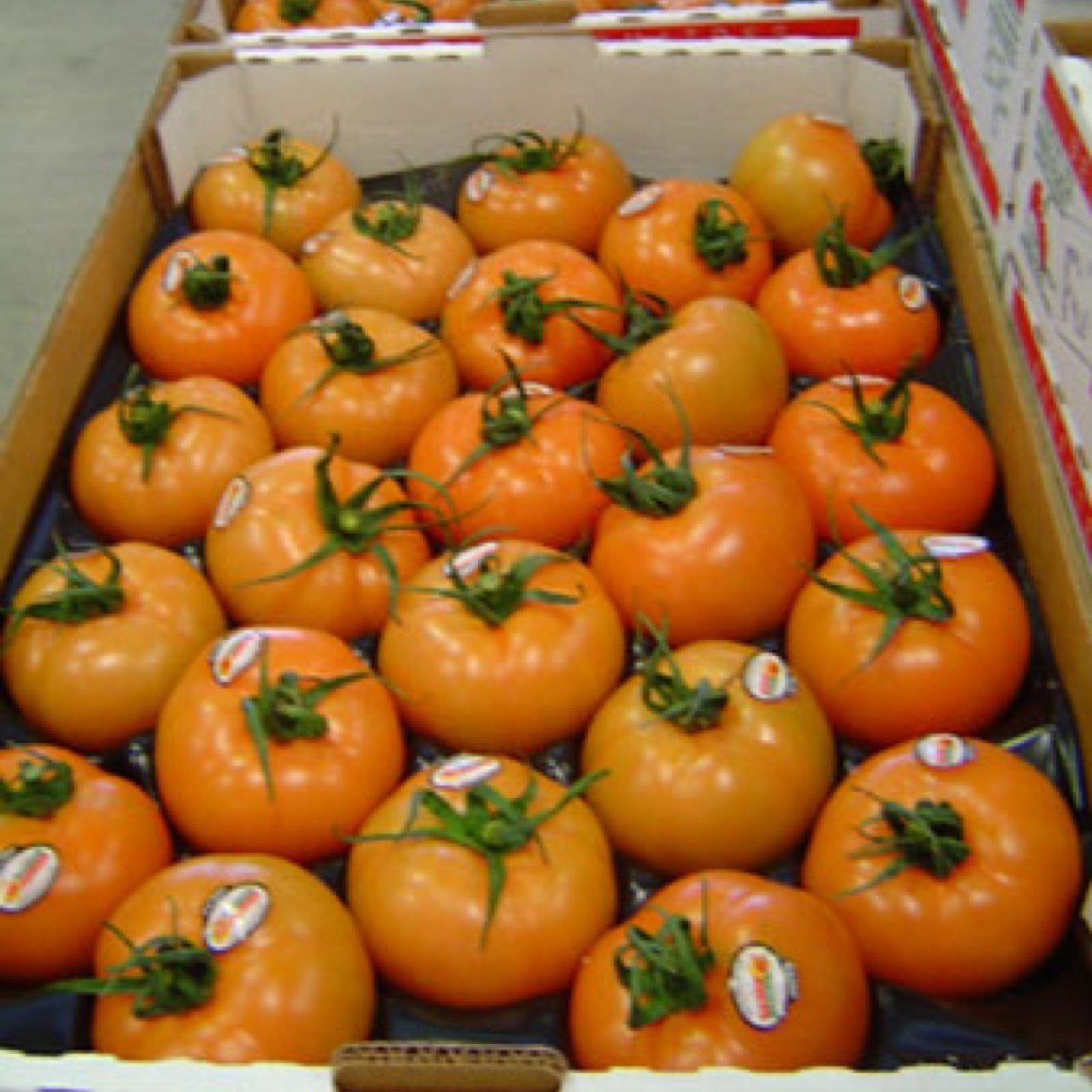Queremos llegar al mayor numero de gente posibles para informarlos y tenerlos actualizados acerca de produccion de hortalizas. Tomatoes. Wine. Mexico
