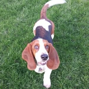 BassettSidney's profile picture. I love Cuddles and have massive ears.