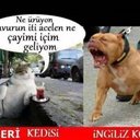 taner ünlü (@06taner0606) Twitter
