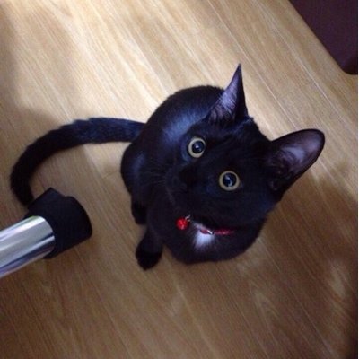 にゃんこちゃん Chupachups058 Twitter にゃんこちゃん Chupachups058 Twitter